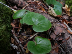 Asarum europaeum europaeum