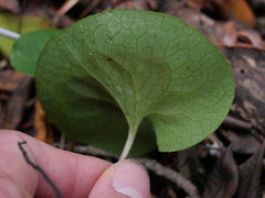 Asarum europaeum europaeum