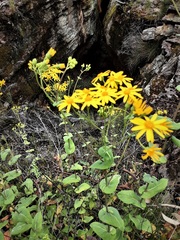 Senecio velleioides