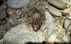 Leptodactylus wagneri