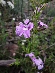 Coopernookia barbata