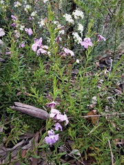 Coopernookia barbata