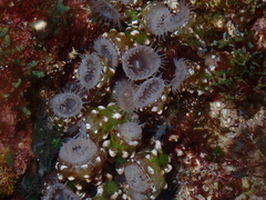 Isaurus tuberculatus