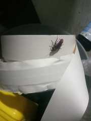 Periplaneta australasiae image