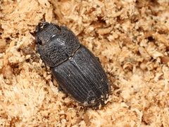 Aegus chelifer