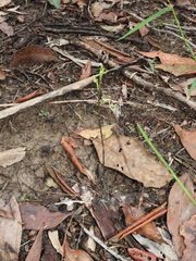 Arthrochilus irritabilis