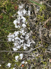 Arrhenieae