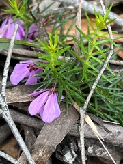 Tetratheca rubioides