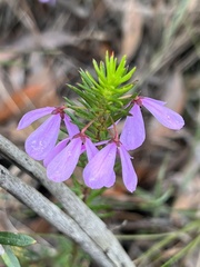 Tetratheca rubioides