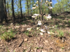 Penstemon arkansanus