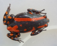 Phrynomantis bifasciatus