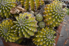 Echinopsis