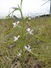 Diuris fragrantissima