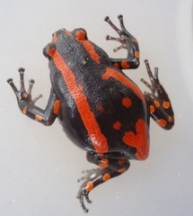 Phrynomantis bifasciatus