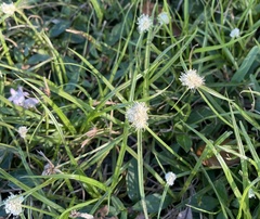 Cyperus richardii