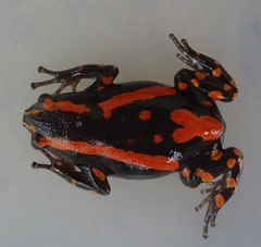 Phrynomantis bifasciatus