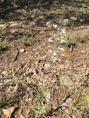 Penstemon arkansanus
