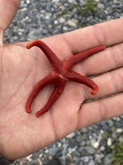 Henricia leviuscula
