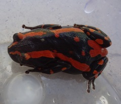 Phrynomantis bifasciatus
