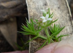 Asperula scoparia