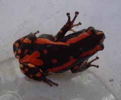 Phrynomantis bifasciatus