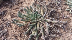 Euphorbia inermis