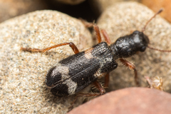 Thanasimus undatulus