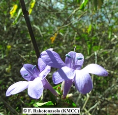 Barleria