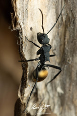Polyrhachis euterpe