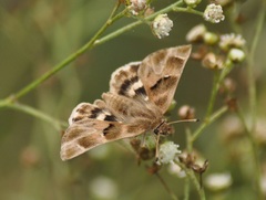 Gomalia elma albofasciata