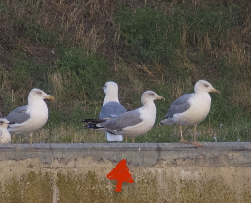 European Herring Gull
