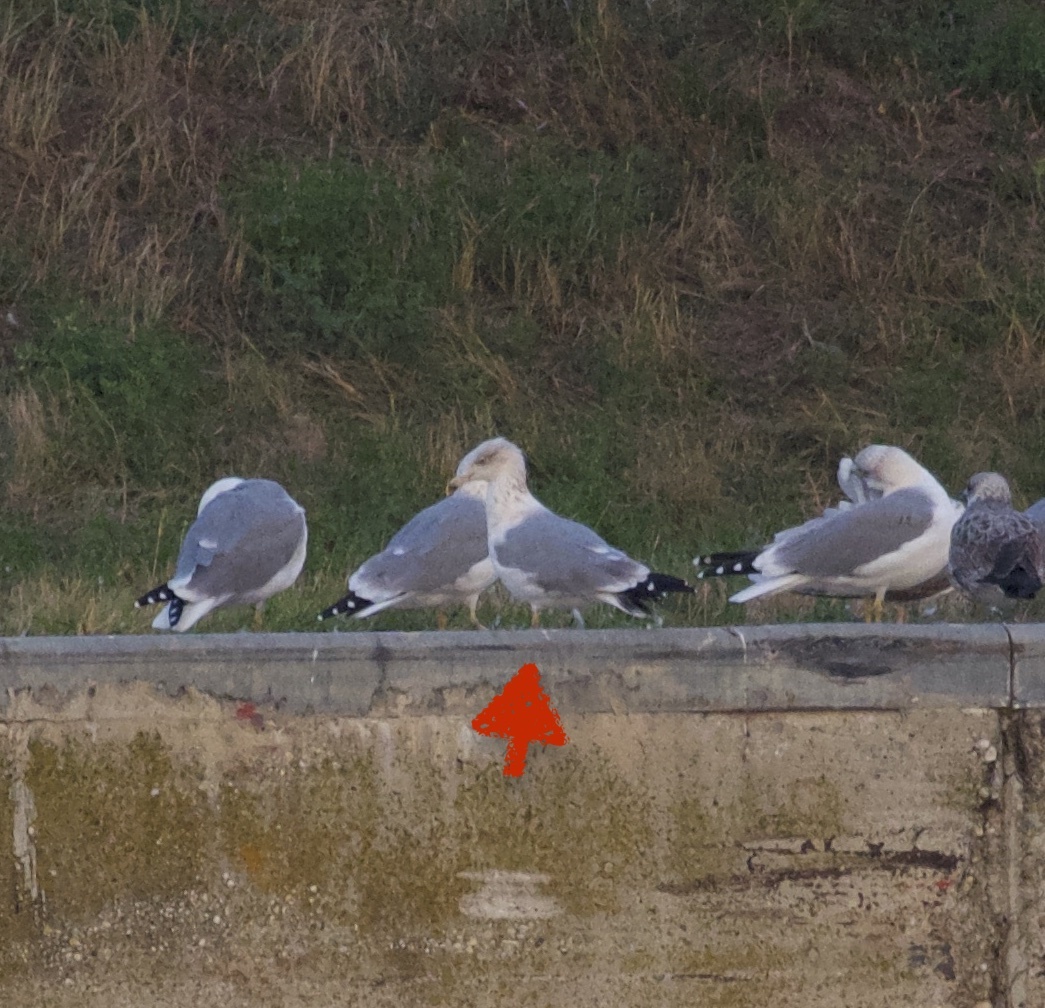 European Herring Gull