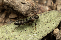 Camponotus lividicoxis