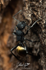Polyrhachis euterpe