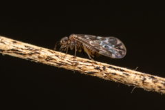 Peripsocidae