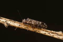 Peripsocidae