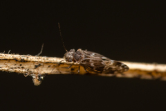 Peripsocidae