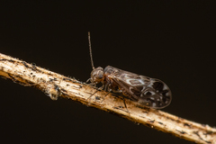 Peripsocidae