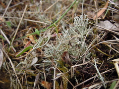Cladonia scabriuscula