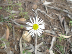 Brachyscome dentata