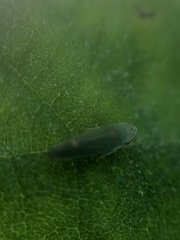 Graphogonalia evagorata