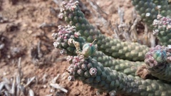 Euphorbia inermis