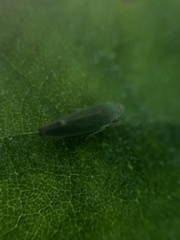 Graphogonalia evagorata