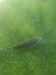 Graphogonalia evagorata