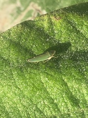 Graphogonalia evagorata