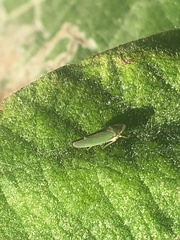 Graphogonalia evagorata