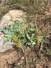 Cymopterus