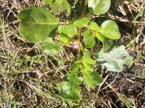 Trianthema portulacastrum image