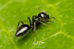 Technomyrmex sophiae