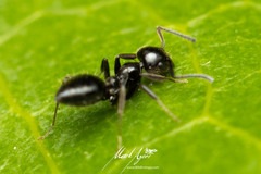 Technomyrmex sophiae